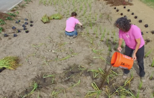 rain garden installation